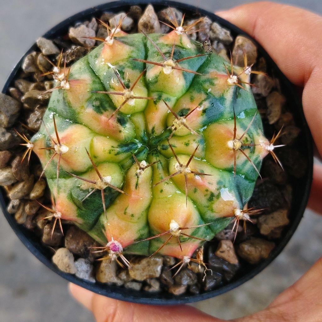 ยิมโนด่าง Gymnocalycium เจลลี่ฟีช ราคา68บาท กระถาง3นิ้ว