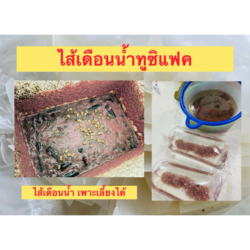 ไส้เดือนนำ้สายพันธ์ทูซิแฟค สามารถขยายพันธุ์ได้ และเป็นอาหารปลาสวยงามทุกชนิด