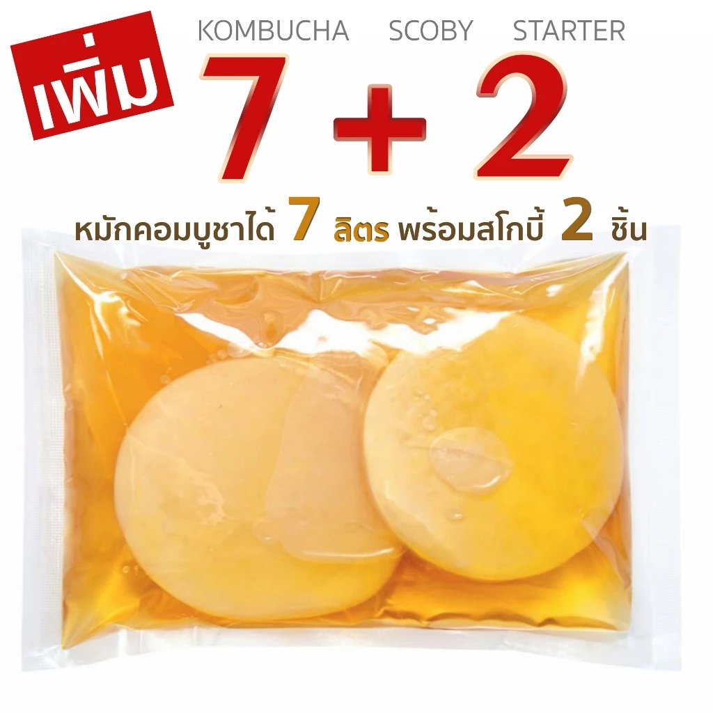 คอมบูชา หมักได้ 7 ลิตร Kombucha Scoby สโคบี้+น้ำหัวเชื้อหมักตั้งต้น 700ml พร้อมคู่มือการหมัก