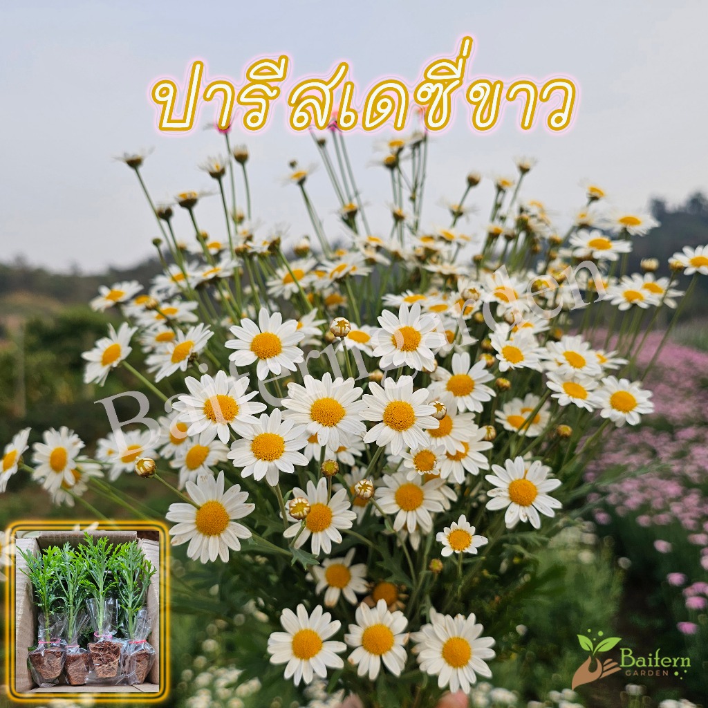 ต้นกล้าดอกปารีสเดซี่ขาว ดอกไม้กินได้ ต้นแข็งแรง พร้อมปลูก