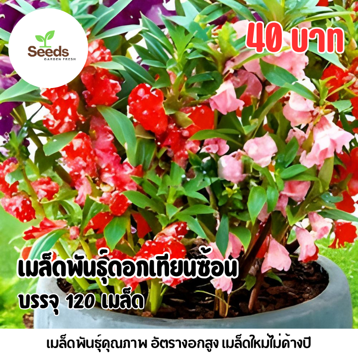 เมล็ดพันธุ์ดอกเทียนซ้อน บรรจุ 120 เมล็ด