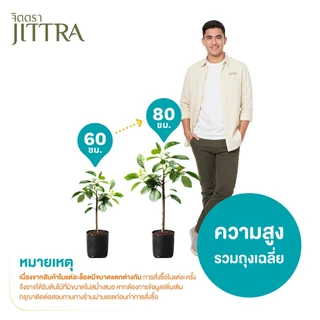 จิตตรา ต้นพันธุ์มะนาวแป้นพิจิตร เสียบยอดสูง 60-80 cm โตไว ให้ผลเร็ว พร้อมส่ง เคลมฟรี ผลดก