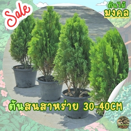 [พร้อมส่ง] ต้นสนสาหร่าย ทรงพุ่ม ขนาด 30-40cm ไม้ประดับสวน ดูแลง่าย