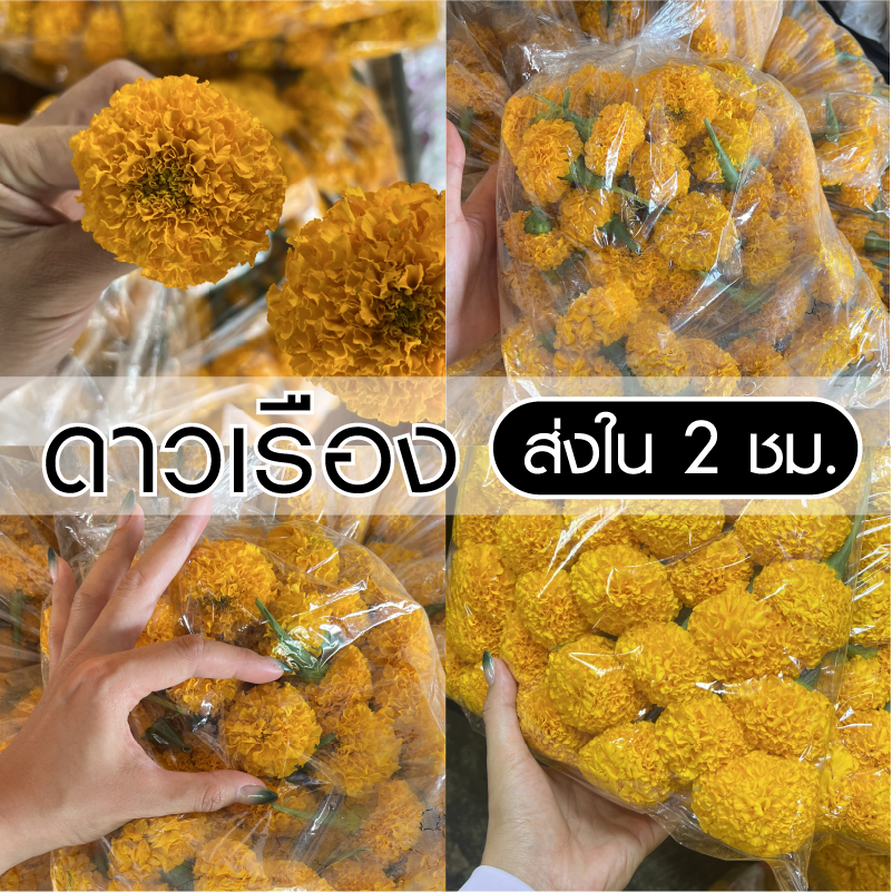[ส่งใน 2 ชม.] ดอกดาวเรือง สด พวงมาลัยดาวเรือง (แพ็ค 50/100 ดอก) | ดอกไม้สด ดอกไม้มงคล ไหว้เชงเม้ง มาลัย บำบุญ ไหว้พระ