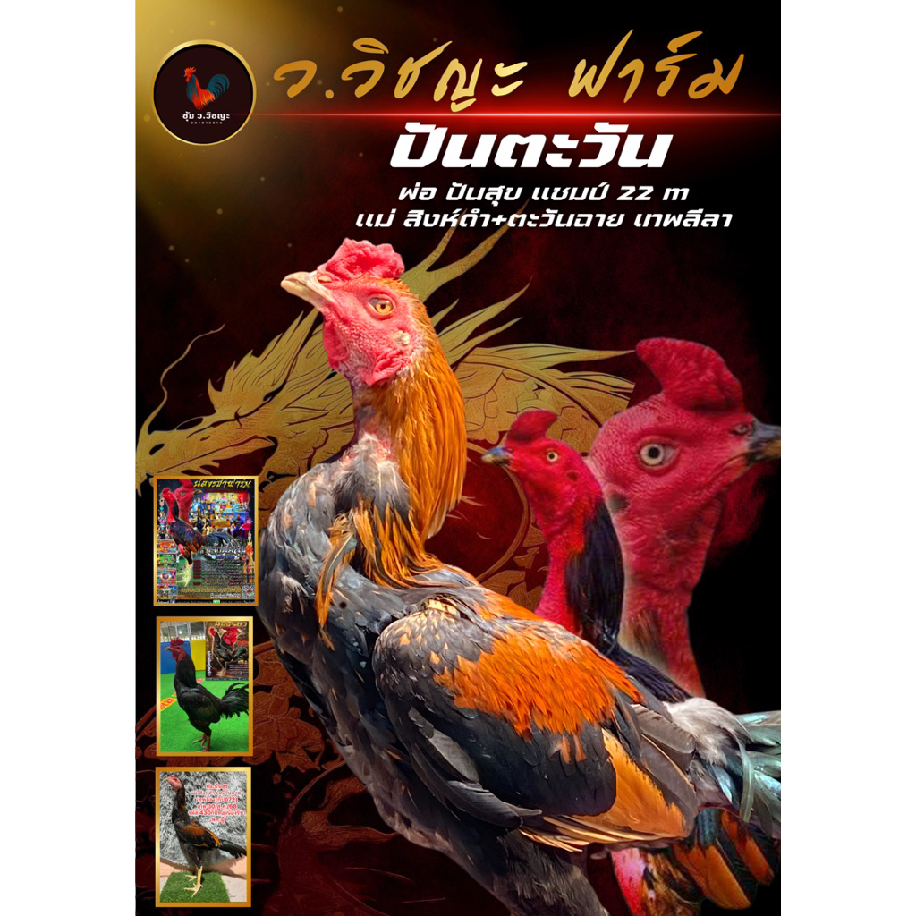 ไข่ไก่ชน ลูกชายปันสุขน้องริชาฟาร์ม