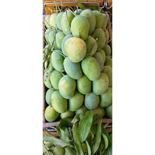 มะม่วงแก้ว  มะม่วงใหญ่  มะม่วงแก้วไทย น้ำหนัก 1กก.(ลูก2-4ลูก…