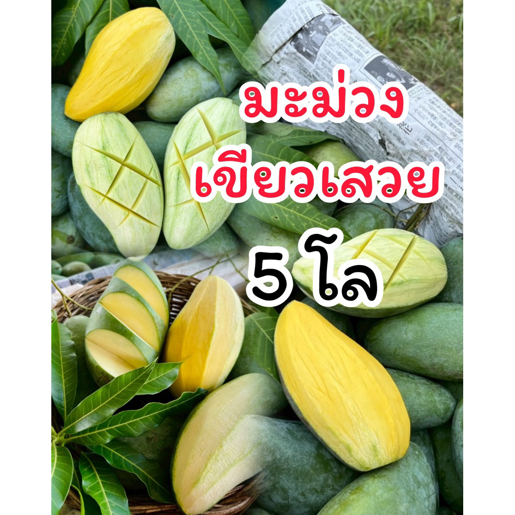 มะม่วงเขียวเสวย  5 กิโล  (3-4ลูกโล) ส่งแบบดิบไปถึงอาจมีสุกได้บ้าง