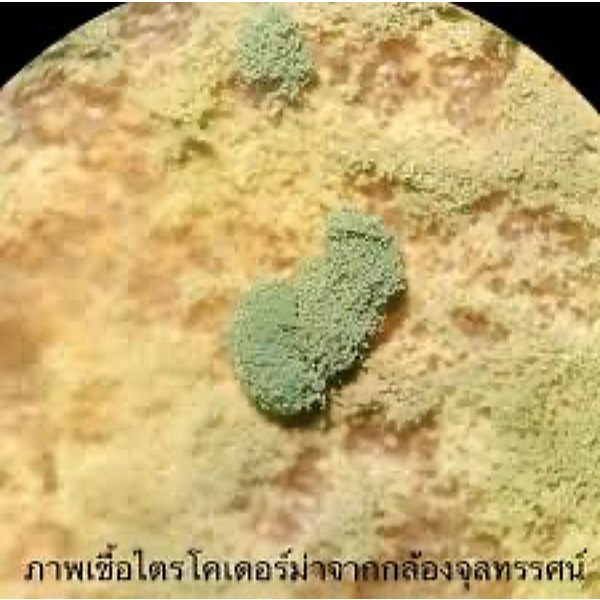 ไตรโคเดอร์ม่า อินดิวเซอร์ 100 กรัม ชนิดกระป๋อง ชนิดผง กันเชื้อรา กันรากเน่า ปลอยภัย ไร้สารพิษ ราคา ถูกที่สุด ดีลบีเคเค แกลเลอรีภาพที่ 2