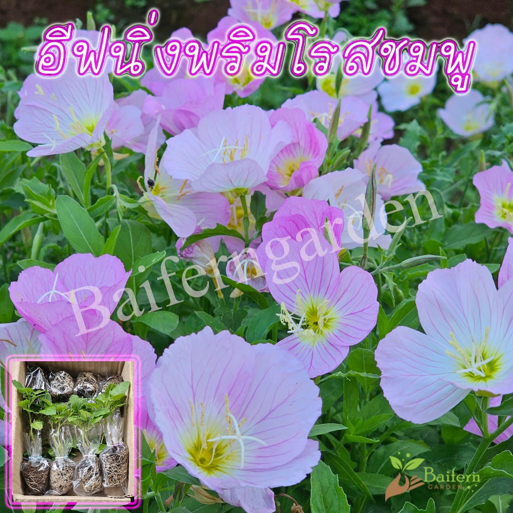 ต้นกล้าดอกอีฟนิ่งพริมโรสชมพู (Pink Evening Primrose) ดอกไม้กินได้ เลี้ยงง่ายสวยงาม