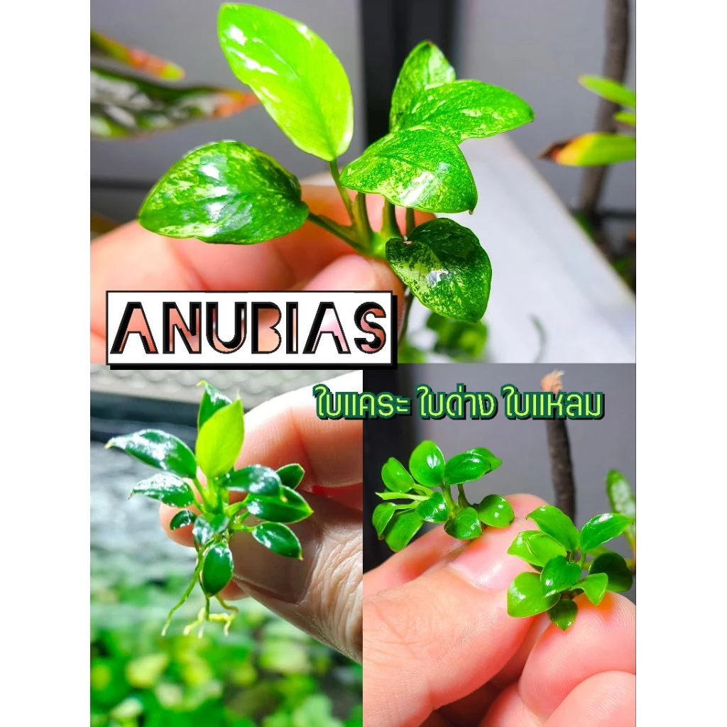 anubias petite , pinto pangolino พิตตี้และสายพันธ์อื่นๆ