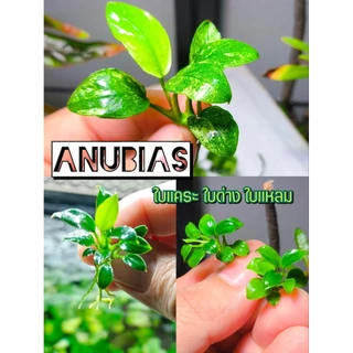 anubias petite , pinto pangolino พิตตี้และสายพันธ์อื่นๆ