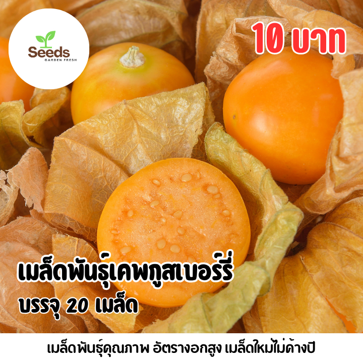 เมล็ดพันธุ์เคพกูสเบอร์รี่ (โทงเทง) บรรจุ 20 เมล็ด
