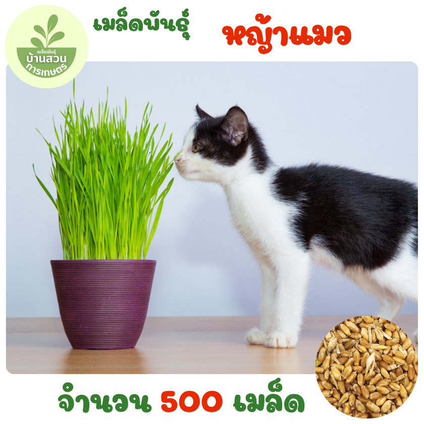 เมล็ดพันธุ์หญ้าแมว 500 เมล็ด