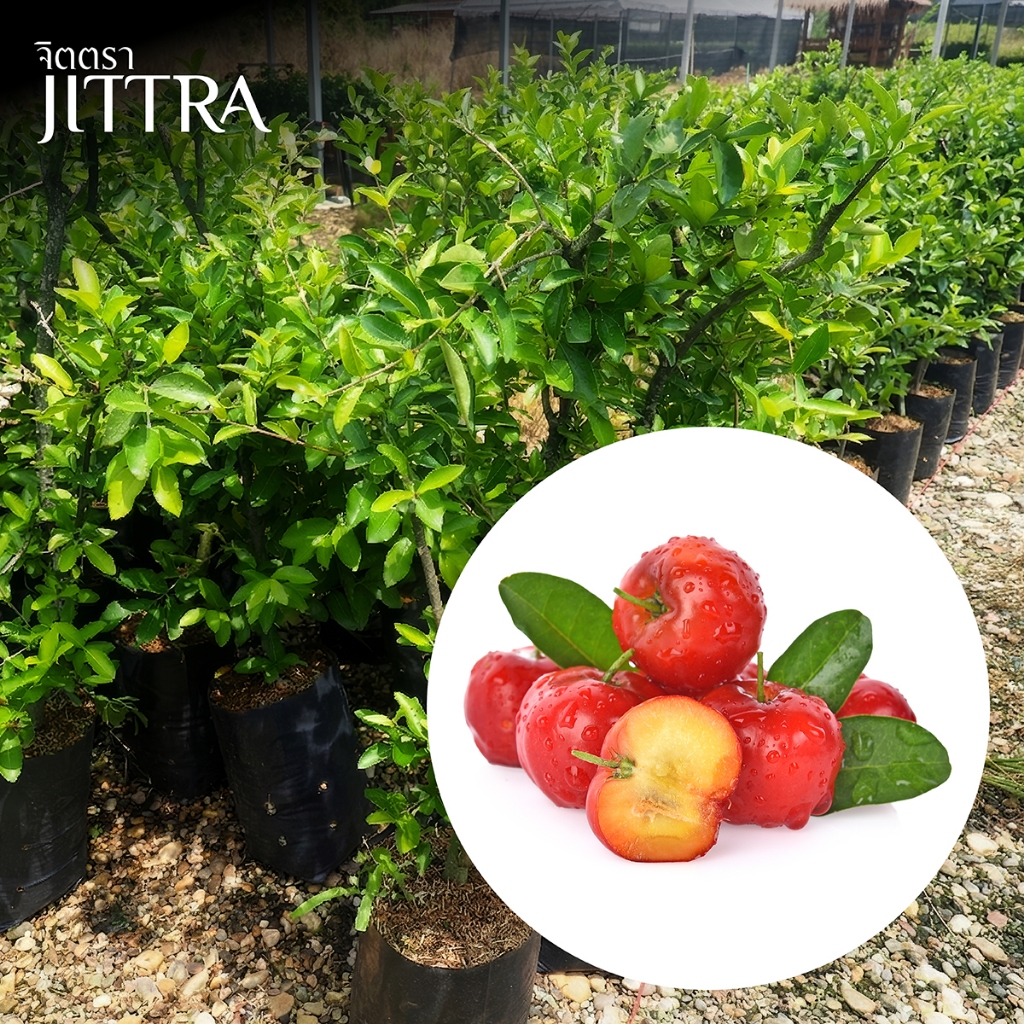 จิตตรา ต้นพันธุ์เชอรี่หวานออสเตรเลีย อะเซโรล่า Acerola Cherry ตอนกิ่งสูง 60-80 ซม. โตไว ให้ผลเร็ว