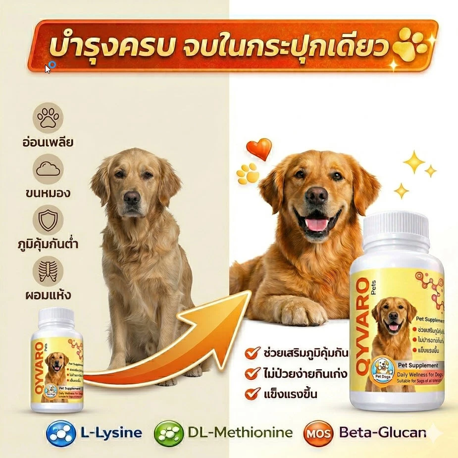 อาหารเสริมสุนัขผอม เบื่ออาหาร เพิ่มน้ำหนัก เสริมกล้ามเนื้อ QYVARO Beta Glucan Lysine MOS สูตรสุนัข