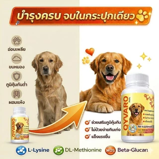 อาหารเสริมสุนัขผอม เบื่ออาหาร เพิ่มน้ำหนัก เสริมกล้ามเนื้อ QYVARO Beta Glucan Lysine MOS สูตรสุนัข