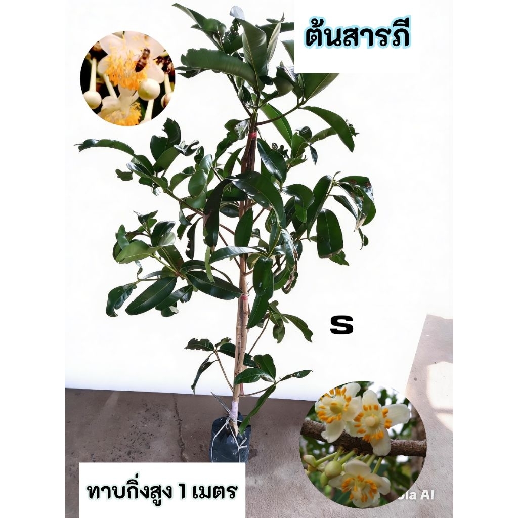ต้นสารภี สารภี ดอกหอม ทาบกิ่ง