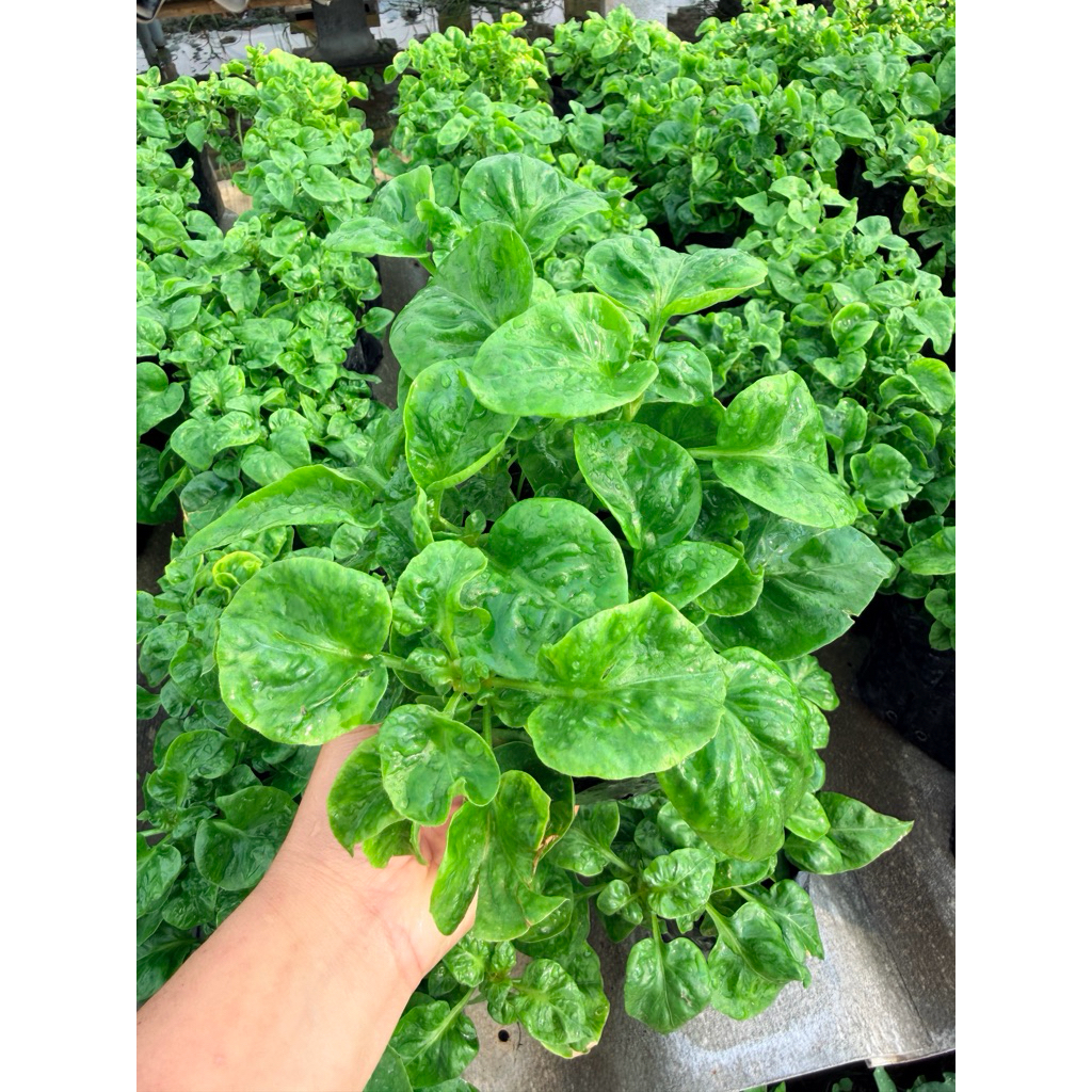 วอเตอร์เครสฮาวาย ผักเป็ดญี่ปุ่น ปลูกง่าย ปลอดสารพิษ ไฟเบอร์สูง