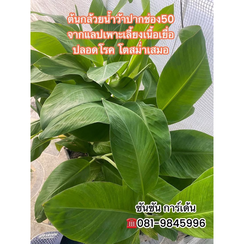 ต้นกล้วยน้ำว้าปากช่อง 50 🌿จำนวน 10 ต้น จุดเด่น 📌เครือใหญ่ จำนวนหวีมาก 10-13 หวี จำนวนลูกเยอะ ผลยาว📌ไซส์ใหญ่ 3 เดือน
