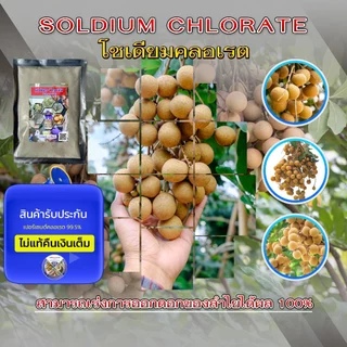 โซเดียมคลอเรต สารเร่งดอกลำไยของแท้ ไม่ผสม ใช้ไม่ได้ผลยินดีคืนเงิน
