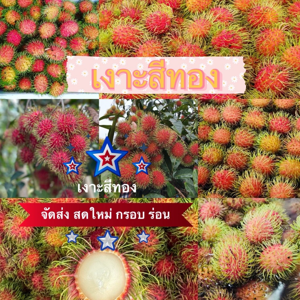 เงาะสีทอง เนื้อกรอบร่อน สดๆจากสวน ตัดใหม่วันต่อวัน พร้อมส่ง น้ำหนักเต็มกิโล เน่าเสียยเครมได้ค่ะ