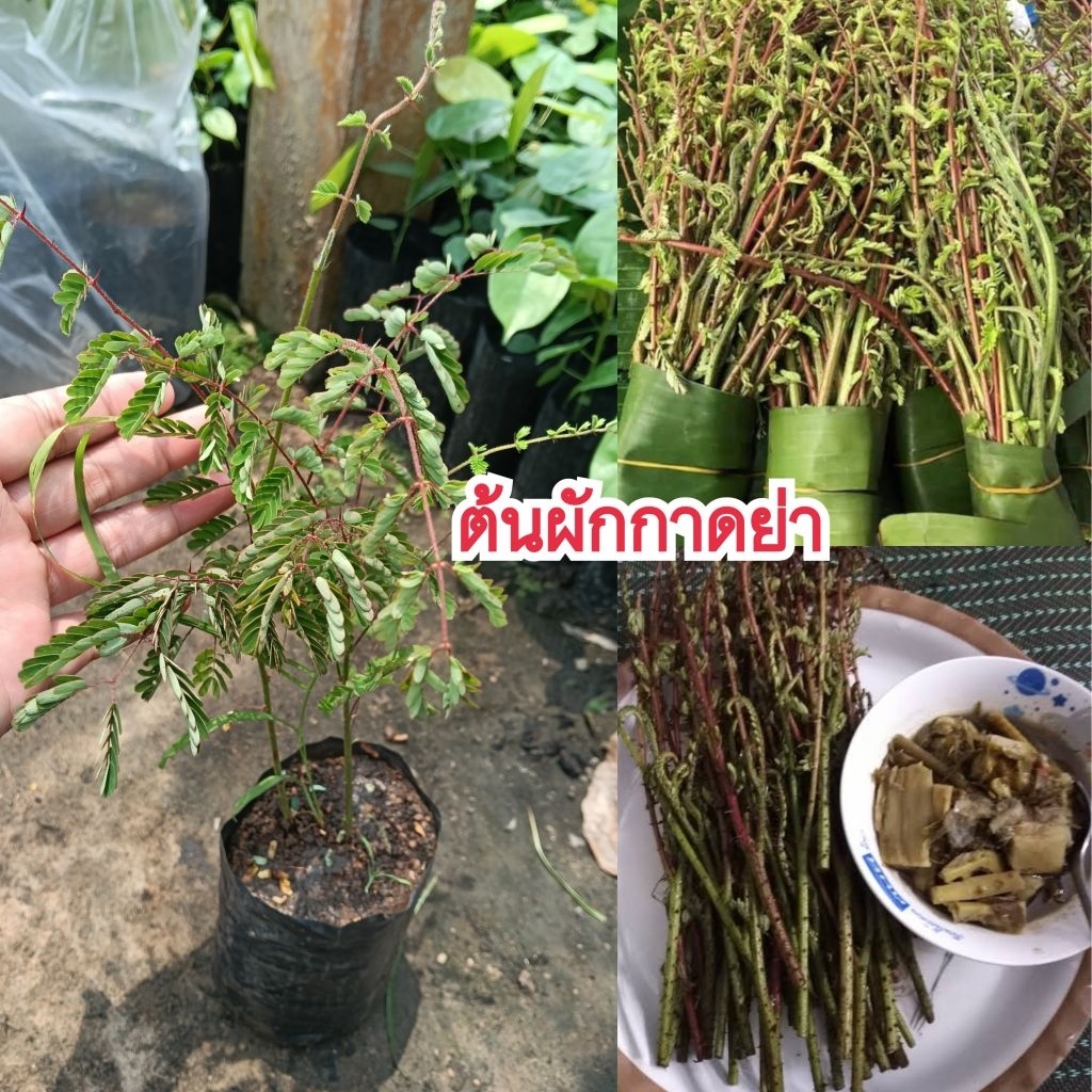 ต้นผักกาดย่า (ชุด 2 ต้น) ผักพื้นบ้านหายาก