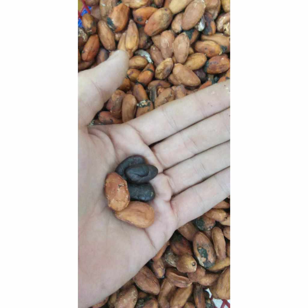 Raw Dried Cacao Beans 100g. เมล็ด โกโก้ ดิบ แห้ง 100กรัม เกรดรวม