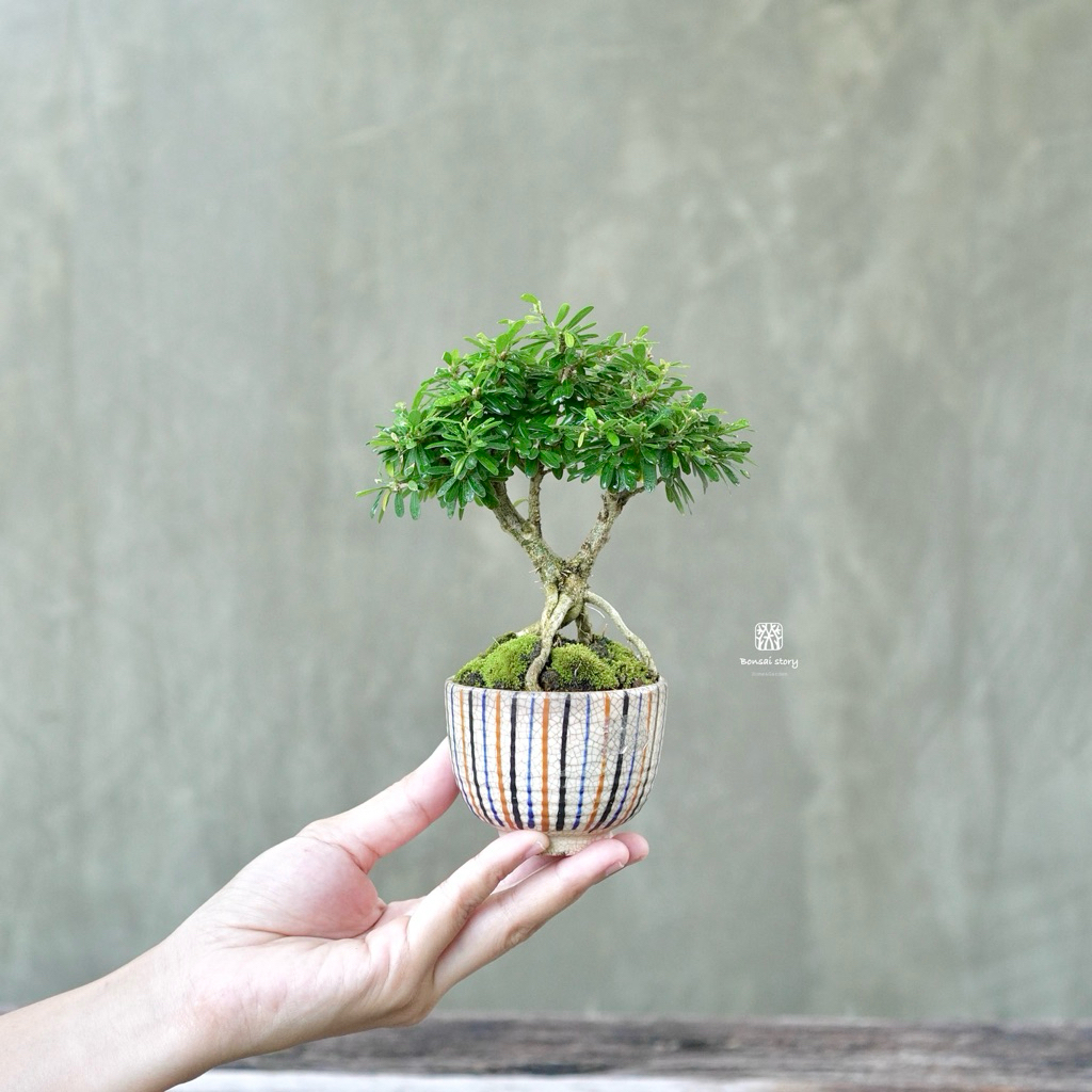 Bonsaistory ♥︎ | บอนไซ ม่วงเจริญ ใบกลาง⋆˚ 𝜗🌷𝜚 ˚⋆ ((พร้อมส่ง✅))  มีวิธีการดูแล+ปุ๋ยแถมไปให้ค่ะ💫〰️