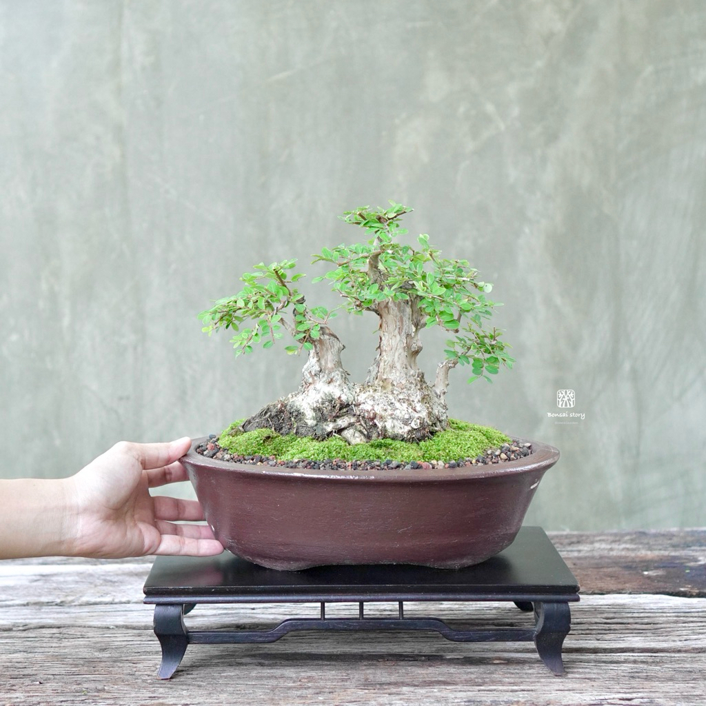 Bonsaistory | บอนไซ เกล็ดปลาหมอ   ⋆˚ 𝜗🌻𝜚˚⋆ ((พร้อมส่ง✅))  มีวิธีการดูแล+ปุ๋ยแถมไปให้ค่ะ