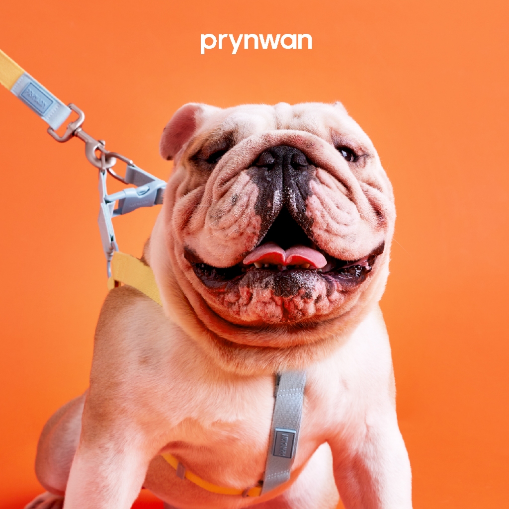 PRYNWAN Pets - Dog Harness Two Tone สายรัดหน้าอก สัตว์เลี้ยง สีเหลือง-ฟ้า