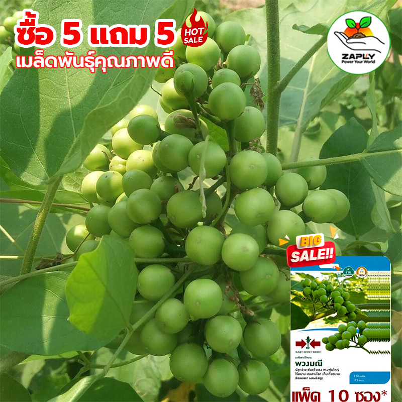 【ซื้อ 5 แถม 5 ฟรี】เมล็ดพันธุ์มะเขือพวงไร้หนาม ผักสวนครัว ปลูกในถุงดำ