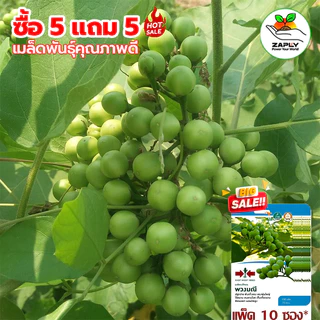 【ซื้อ 5 แถม 5 ฟรี】เมล็ดพันธุ์มะเขือพวงไร้หนาม ผักสวนครัว ปลูกในถุงดำ