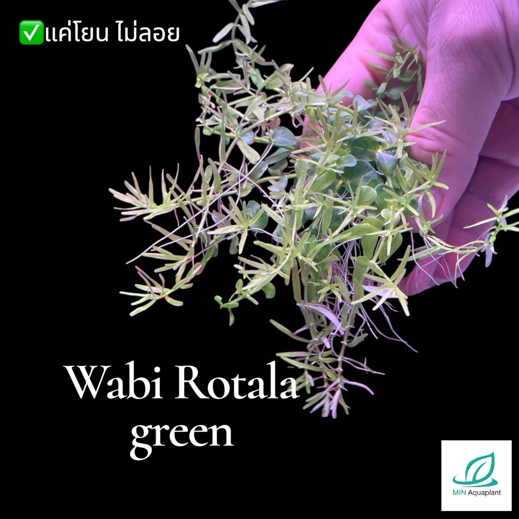 [Min]Rotala green โรทาร่าเขียว ไม้น้ำไม้ข้อกลางถึงหลังตู้ สดวกแค่โยน จบ! low techได้