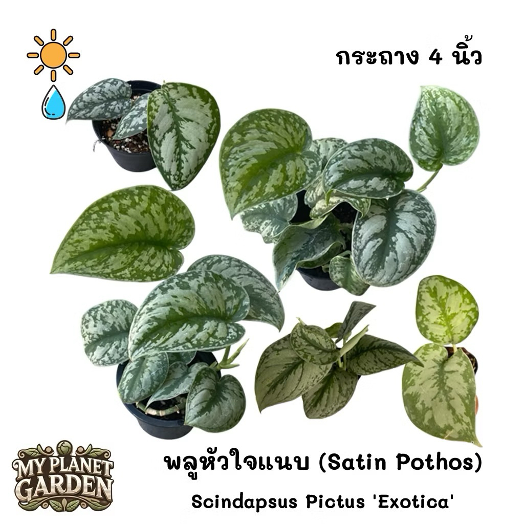 Scindapsus พลูหัวใจแนบ พลูใบเงิน ราคา ถูกที่สุด ดีลบีเคเค แกลเลอรีภาพที่ 5