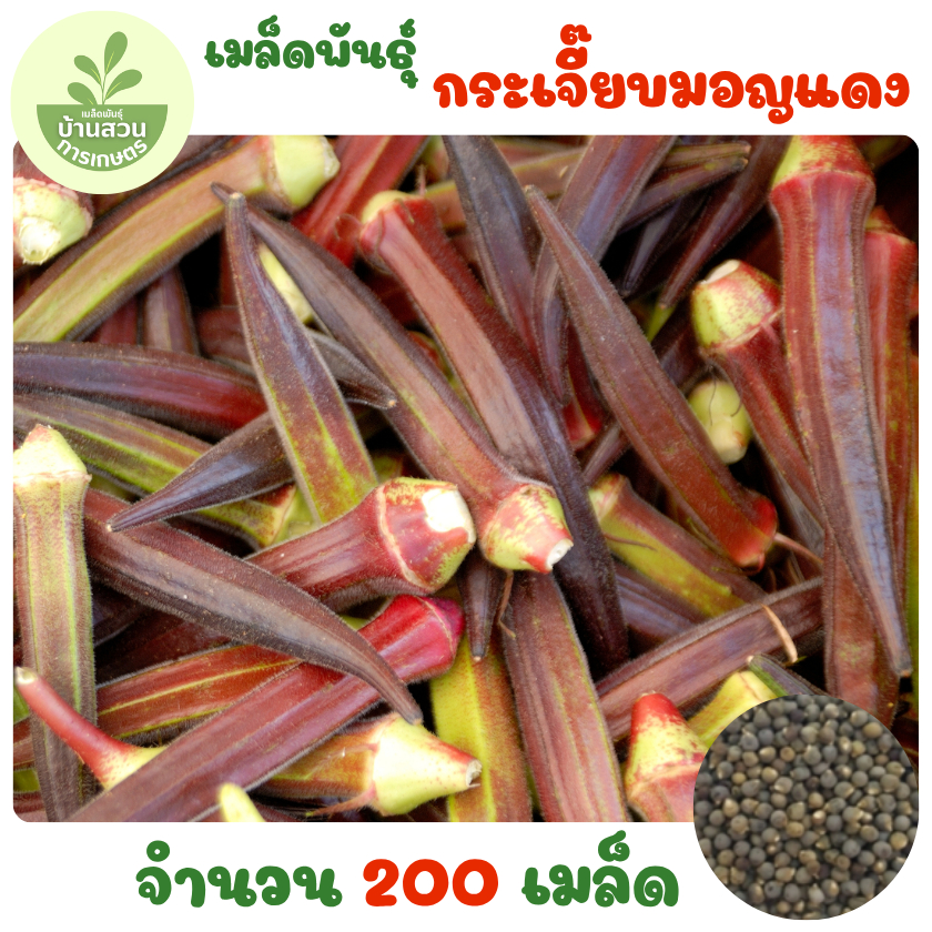 เมล็ดพันธุ์กระเจี๊ยบมอญแดง 200 เมล็ด