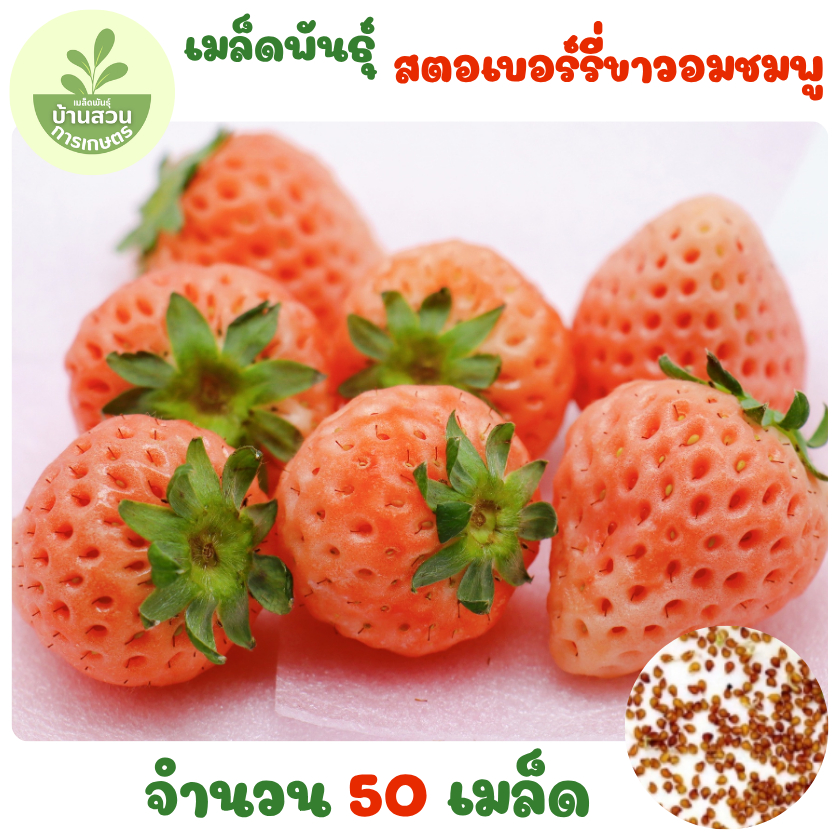 เมล็ดพันธุ์สตอเบอร์รี่ขาวอมชมพู 50 เมล็ด