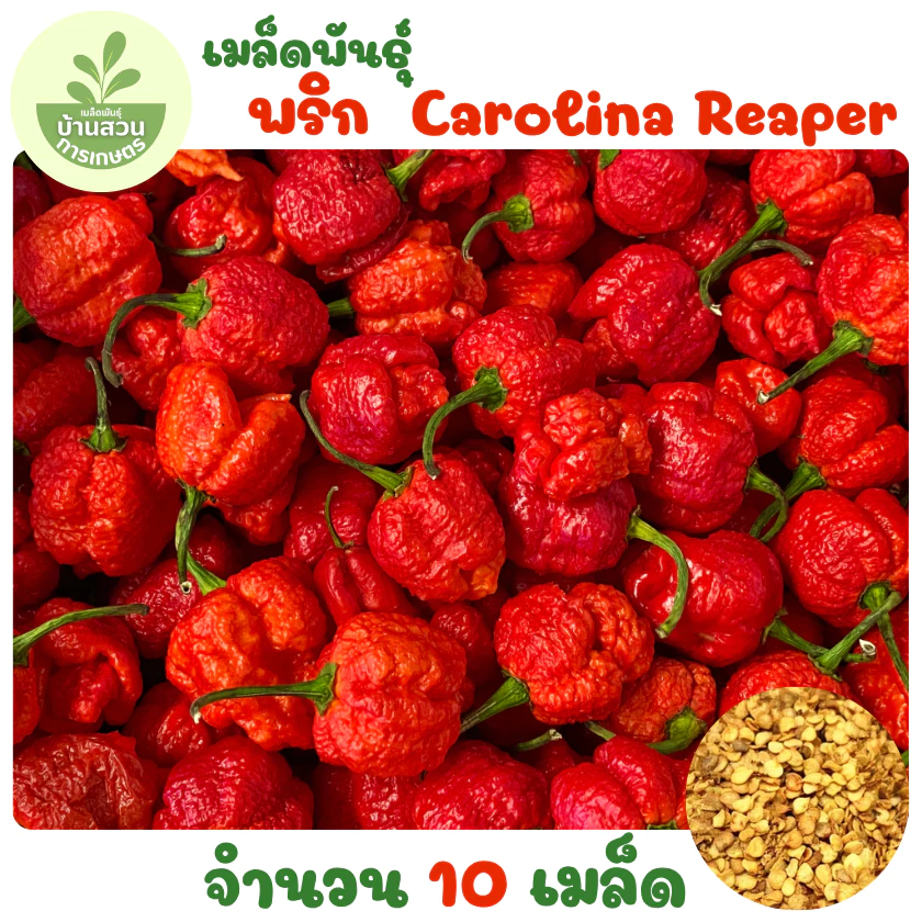 เมล็ดพันธุ์พริกที่เผ็ดที่สุดในโลกสีแดง 10 เมล็ด