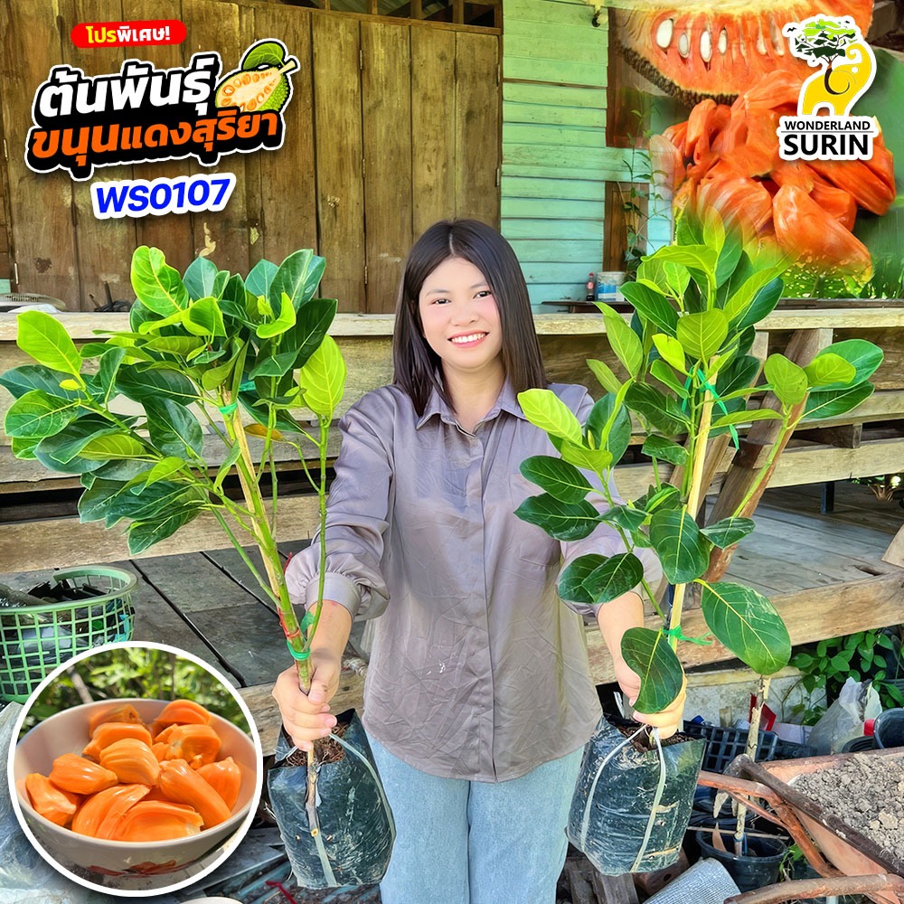 ต้นพันธุ์ขนุนแดงสุริยา 2 ต้น (WS0107) ราชาขนุนเนื้อแดง เนื้อสีสวย หวานหอม (จำกัดไม่เกิน 3 ชุดต่อออร์เดอร์นะคะ)