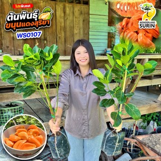 ต้นพันธุ์ขนุนแดงสุริยา 2 ต้น (WS0107) ราชาขนุนเนื้อแดง เนื้อสีสวย หวานหอม (จำกัดไม่เกิน 3 ชุดต่อออร์เดอร์นะคะ)