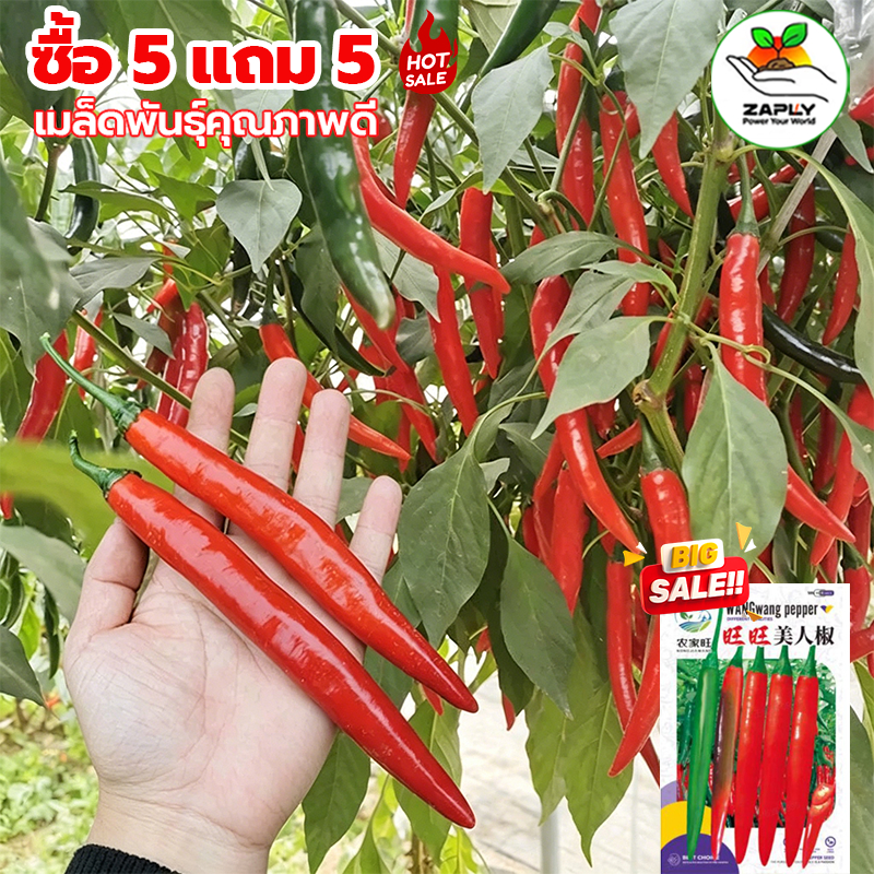 250 เมล็ด ซื้อ 5 แถม 5 ฟรี เมล็ดพันธุ์พริกขี้หนู พริก เรดฮอท เมล็ดพันธุ์อินทรีย์ สามารถขยายพันธุ์ต่อได้ พริก เมล็ดพันธุ