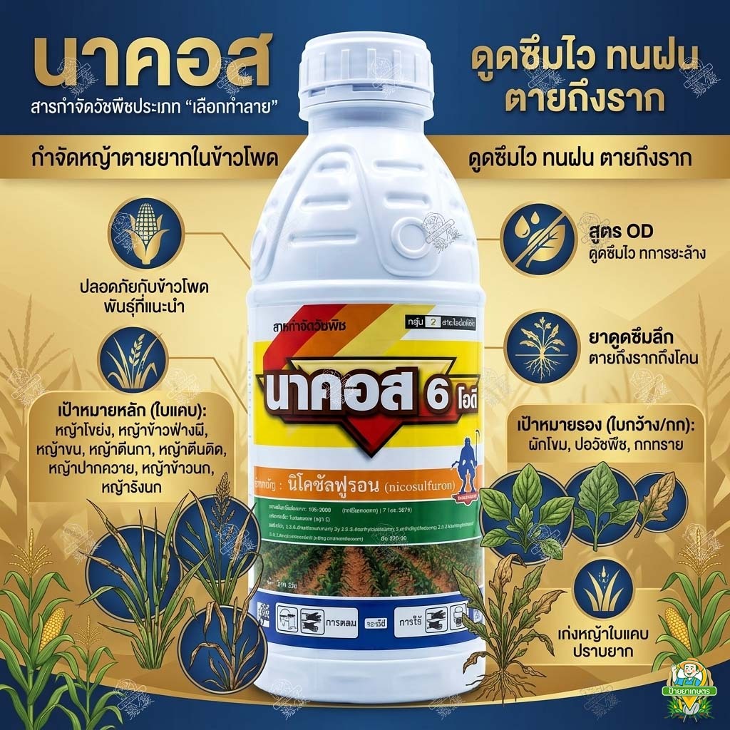 นิโคซัลฟูรอน 6% OD นาคอส 1 ลิตร สารเดียวกับ นิโกะ กำจัดหญ้าในข้าวโพด หญ้าโขยง ข้าวฟ่างผี ข้าวโพดผี