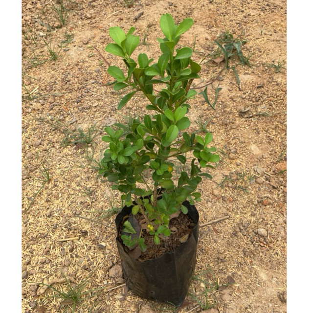 ต้นบ้อกวูด บ็อกซ์วูด Boxwood (ใบใหญ่ ) 30-50cm