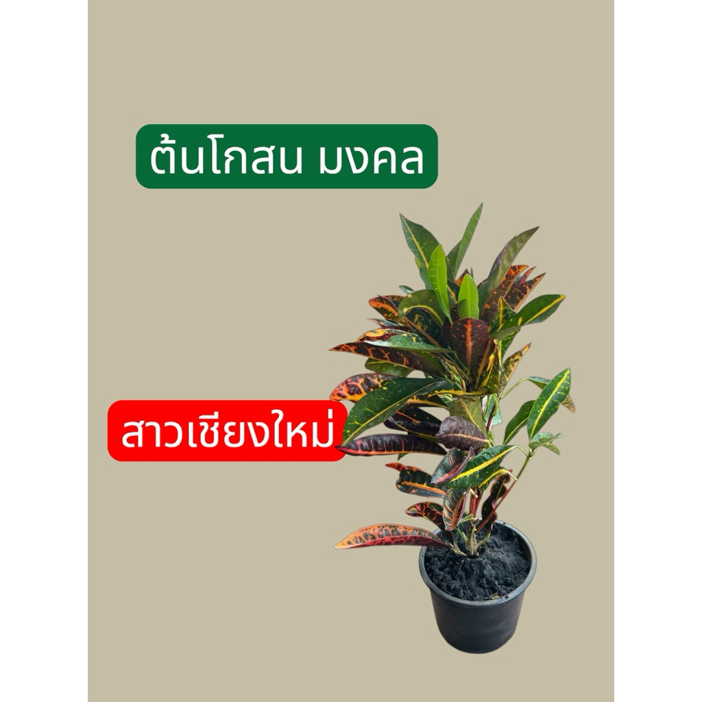 ต้นโกสน โกสนสายพันธุ์ต่างๆ กระถาง 6 นิ้ว ไม้มงคล ชื่อมงคล