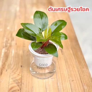 เซตคู่กระถางใส่น้ำ พร้อมต้นกุมารทองเรียกทรัพย์ และต้นเศรษฐีรวยโชค แถมหินฟรี