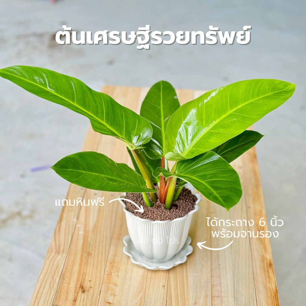 กระถางพร้อมจานรอง 6 นิ้ว พร้อมต้นเศรษฐีรวยทรัพย์ หินดินเผา
