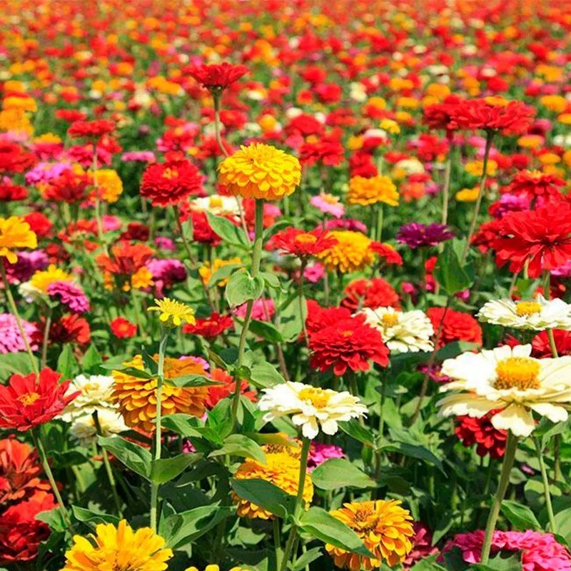 ดอกบานชื่นคละสี คละสายพันธุ์100เมล็ด  คุ้มสุดๆ ปลูกได้ทั้งสวน