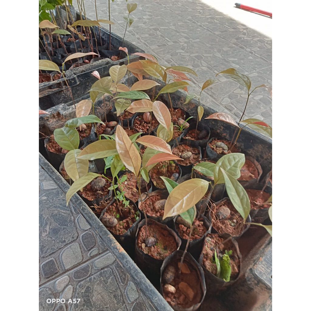 ต้นคีเปล(kepal) ไม้ผลโบราณราคาสูง ผลมีกลิ่นหอม กินแล้วกลิ่นตัวหอม ต้นขนาด2-4ใบ