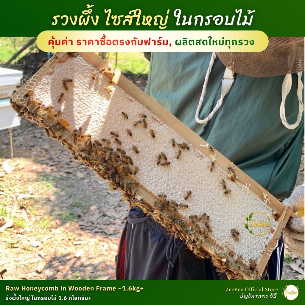 รวงผึ้ง รังผึ้ง ไซส์ใหญ่ในกรอบไม้ ไซส์ใหญ่, Honeycomb in wooden frame 1.6 kg+ | Zeebee ซีบี