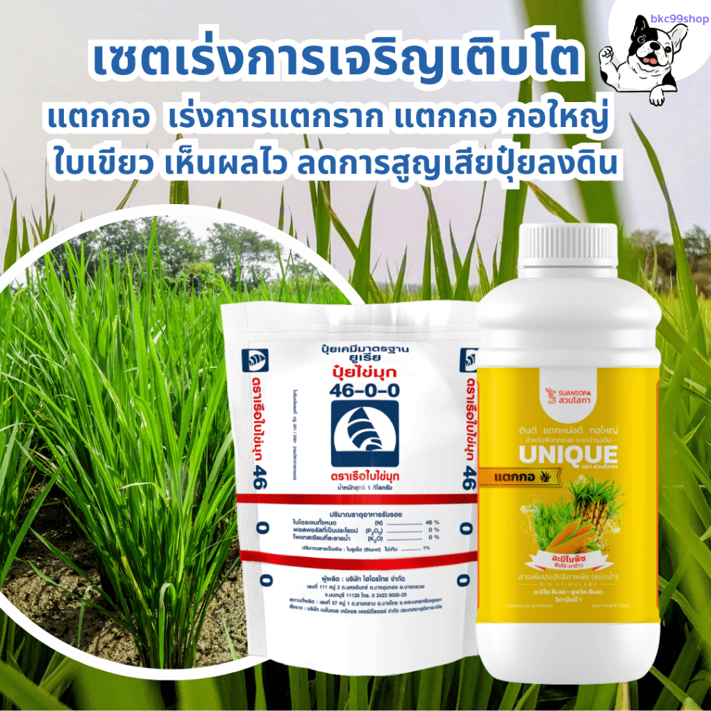 ยูนีคอะมิโนพืชไร่ + เรือใบ 46-0-0 เซตแตกกอ  เร่งการแตกราก แตกกอ กอใหญ่  ใบเขียว