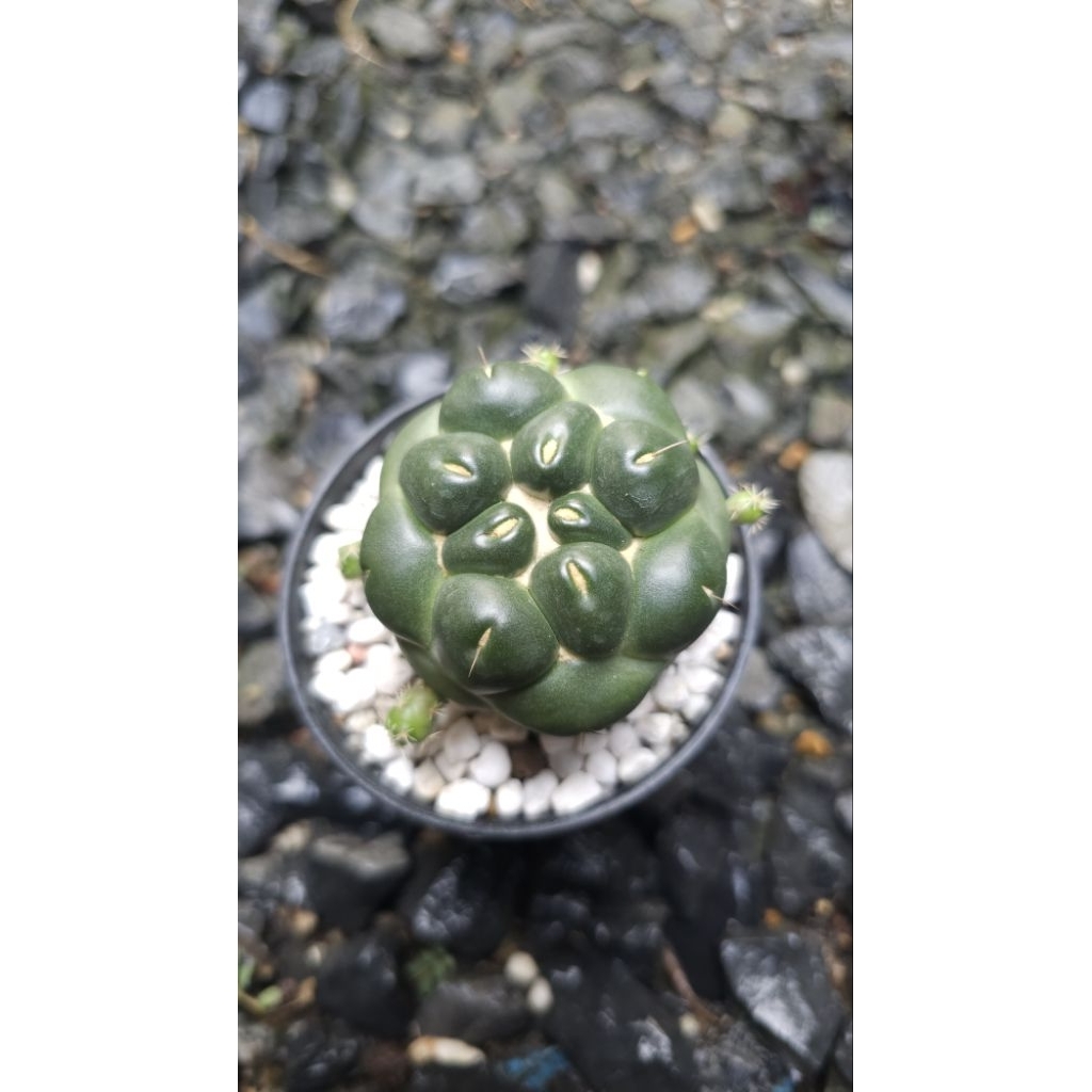 Coryphantha elephantidens inermis / ช้างไร้หนามโคลนสิงห์บุรี